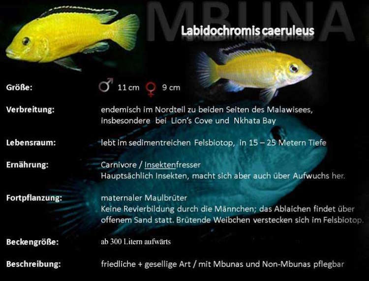 Labidochromis caeruleus